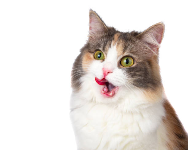 istock Bright funny multicolored cat eating isolated on the white background 1365027589