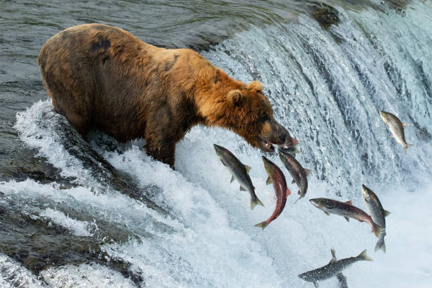 brown bear catching fish in a waterfall - katmai national park imagens e fotografias de stock