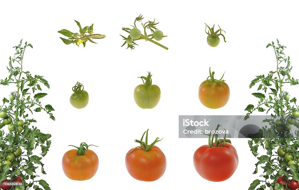 Evolution von roten Tomaten isoliert auf weißem Hintergrund - Lizenzfrei Tomate Stock-Foto