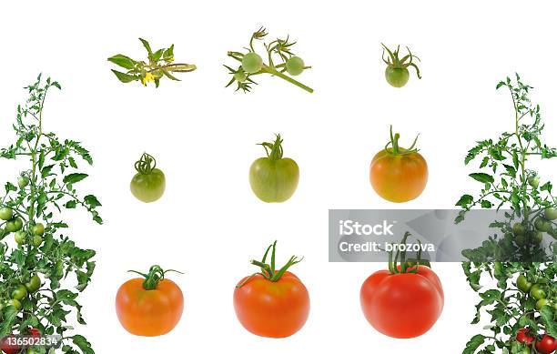 Ewolucja Czerwony Pomidor Na Białym Tle - zdjęcia stockowe i więcej obrazów Pomidor - Jarzyna - Pomidor - Jarzyna, Dojrzały, Ewolucja