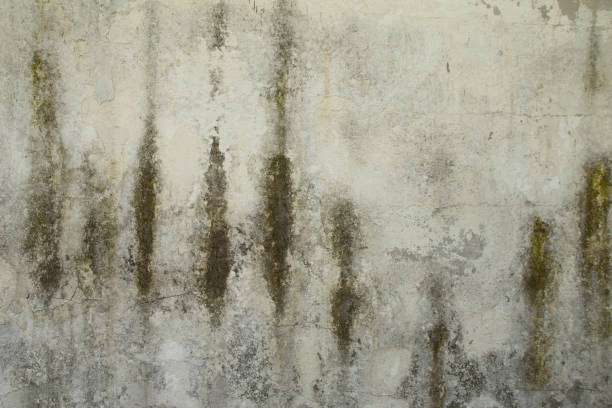 istock Grungy grey brown old cement wall background texture 1365029463