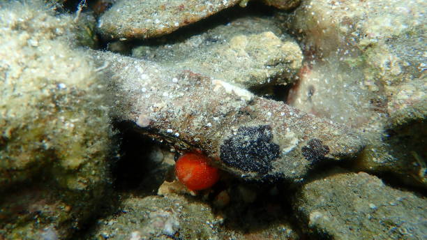istock Sulphur sponge or sulfur sponge, hermit crab sponge (Suberites domuncula) undersea 1365029636