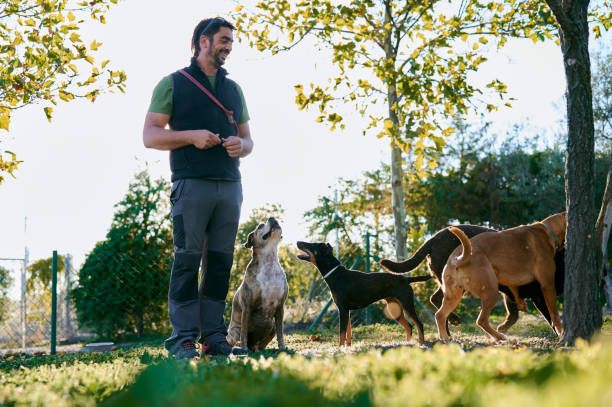 istock Man with dogs in sunny park 1365030218