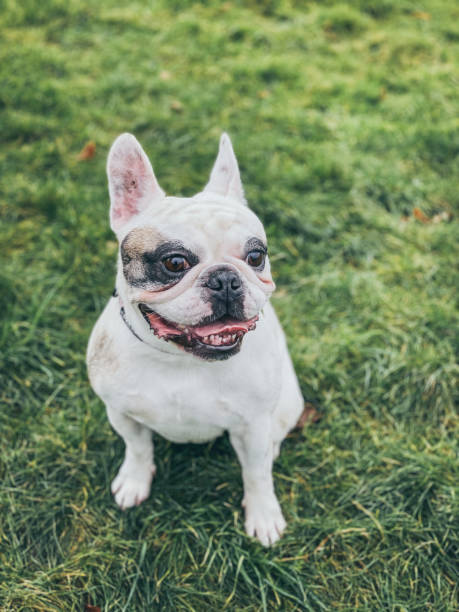 istock Happy dog at the park 1365030424