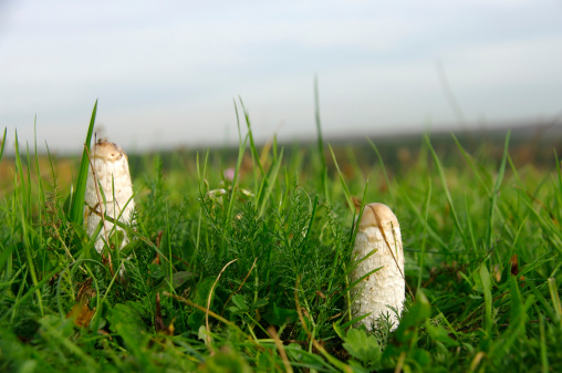 Two mushroom in a moor area
