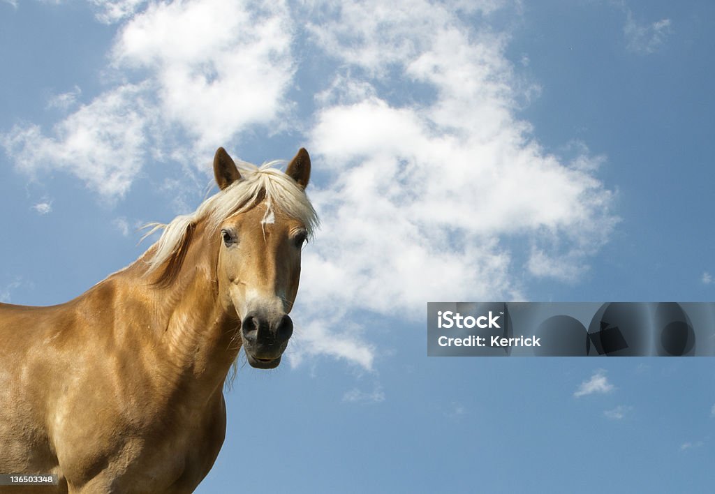 golden horse und blauer Himmel mit Textfreiraum - Lizenzfrei Blau Stock-Foto
