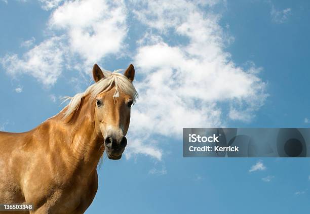 Golden Horse Und Blauer Himmel Mit Textfreiraum Stockfoto und mehr Bilder von Blau - Blau, Einzelnes Tier, Fotografie