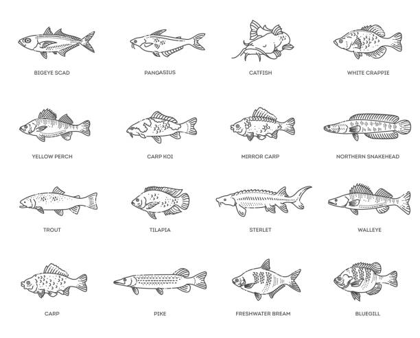 Freshwater fish set. Types of Edible Fish Vector illustration of different types of fish roe river stock illustrations