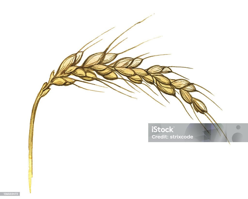 Ilustração em Aquarela de trigo ouvido em branco - Royalty-free Agricultura Ilustração de stock