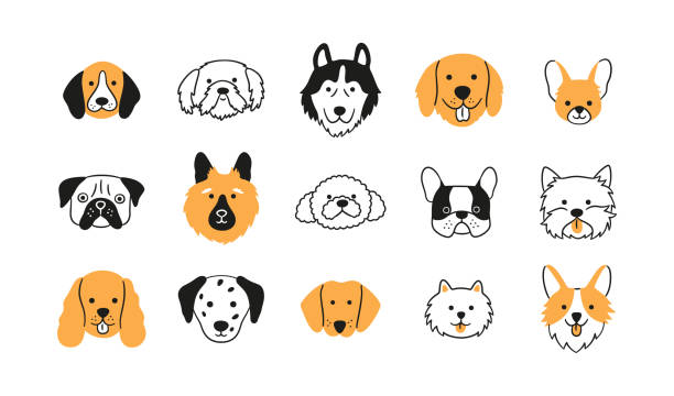 bildbanksillustrationer, clip art samt tecknat material och ikoner med faces of different breeds dogs set. corgi, beagle, spitz chihuahua, terrier, retriever, spaniel, poodle. collection of doodle dog heads. hand drawn vector illustration isolated on white background - djurhuvud
