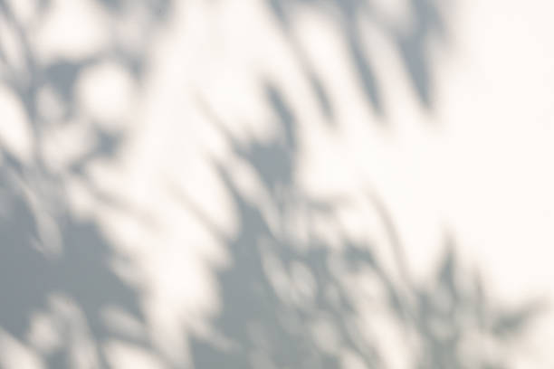 istock Abstract natural tree leaves shadow on white wall background 1365037383