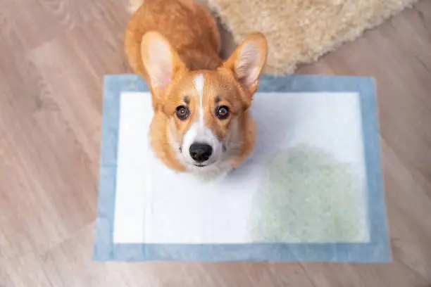 Cute Welsh corgi Pembroke or cardigan dog with a guilty look, because he could not wait for a walk and pissed on diaper at home, top view. Methods of gradually accustoming puppy to the toilet