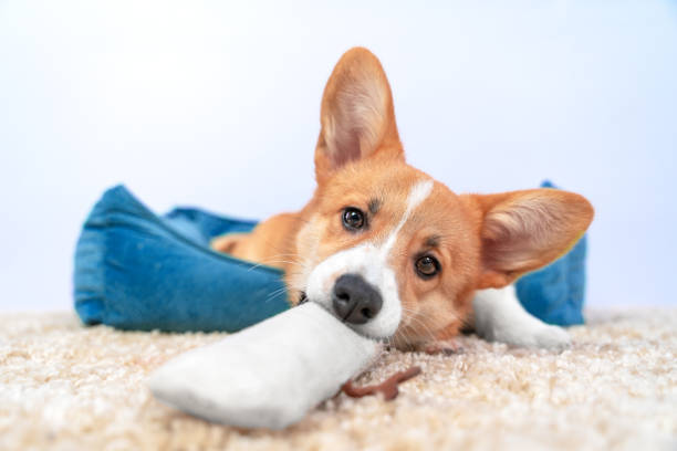 Funny Welsh corgi pembroke or cardigan puppy nibbles soft toy to calm growing itchy teeth, front view, wide angle. Equipment for dog, so that it does not gnaw furniture when it is left alone at home divertido corgi galés pembroke o cachorro de cárdigan mordisquea el juguete suave para calmar el crecimiento de los dientes con picazón, vista frontal, gran angular. equipo para perro, para que no roa los muebles cuando se queda solo en casa