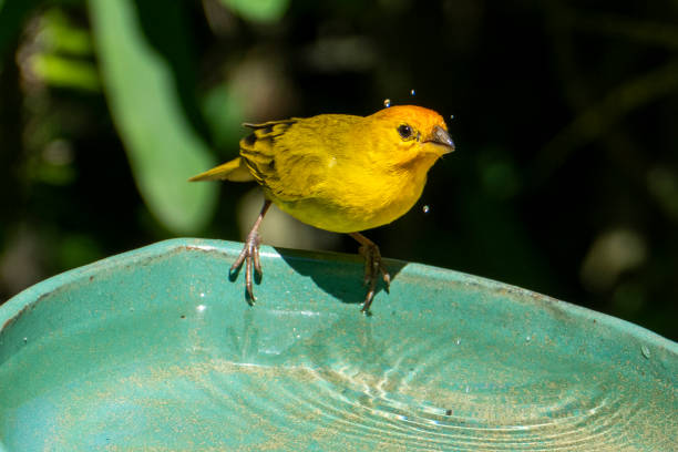 Atlantic Canary, a small Brazilian wild bird. The yellow canary Crithagra flaviventris is a small passerine bird in the finch family.