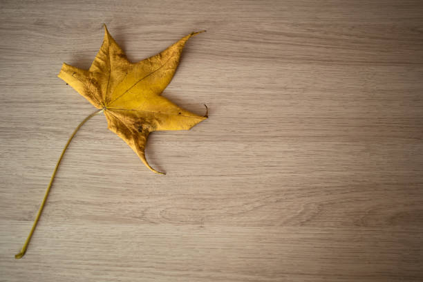 dry yellow leaf on a wooden background