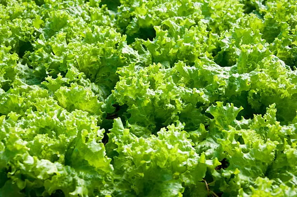 Green lettuce grown on a farm.