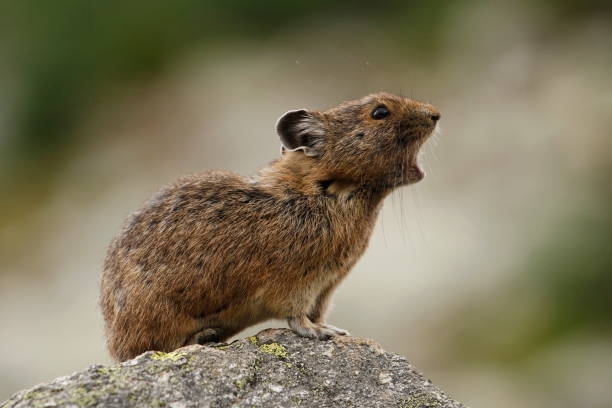 pika américain appelant au sommet d’un rocher - ochotone photos et images de collection