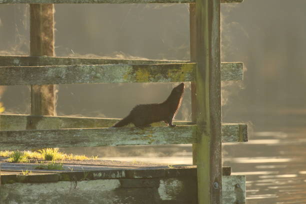 American Mink climbing wooden dock railing An American Mink (Neogale vison) climbing a the fence railing on a dock at a lake in Victoria, BC, Canada at dawn. There is steam rising off the wood on the cold morning. american mink stock pictures, royalty-free photos & images