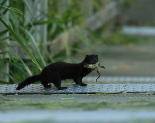 American Mink that caught a frog An American Mink (Neogale vison) with a frog in its mouth that it caught at a lake in Victoria, BC, Canada at dawn. american mink stock pictures, royalty-free photos & images