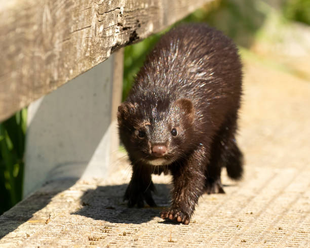 istock An American Mink (Neogale vison) walking down a pier or dock 1365041279