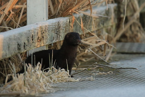 An American Mink (Neogale vison) on a pier or dock