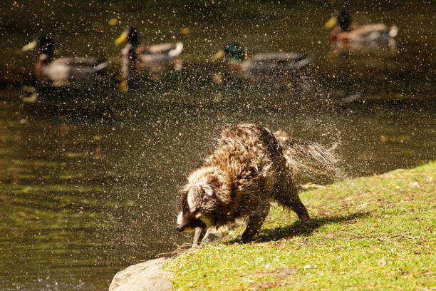 Young raccoon plays with water
