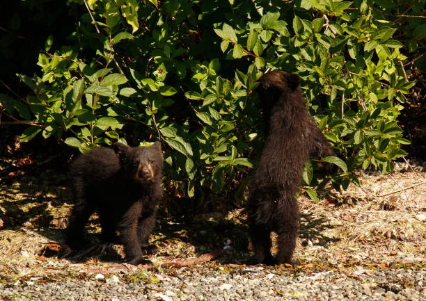 Two bear cubs in forest in St-Jean-des-Piles during summer day.