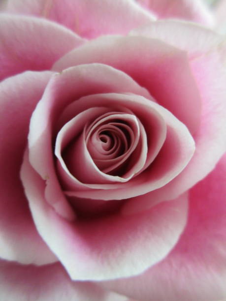 White and red rose head