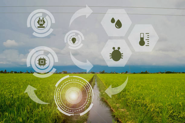 istock Agriculture field with high technologies and innovations in agro-industry. 1365043512