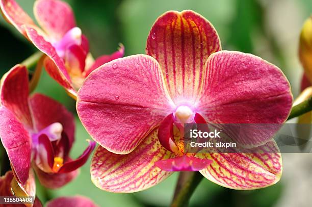 Mokre Czerwony Orchid - zdjęcia stockowe i więcej obrazów Bez ludzi - Bez ludzi, Deszcz, Falenopsis