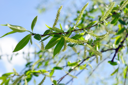 Weeping Willow leaves and flower in early spring