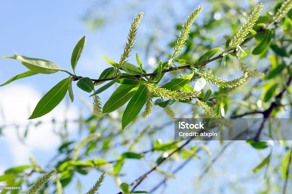 Wierzba płacząca - Zbiór zdjęć royalty-free (Willow Leaf)