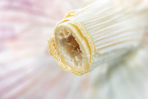 Macrophotography of food ingredients in studio