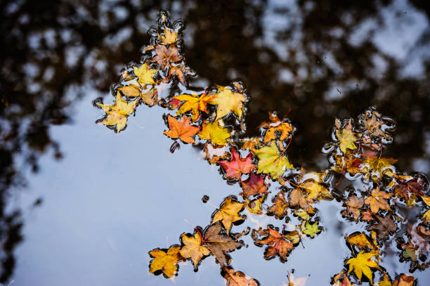 istock Autumn maple leaves floating on water 1365048402