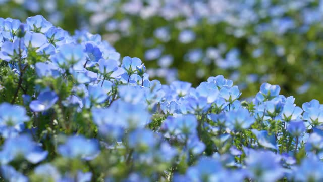 Nemophila. Little Blue Flower.