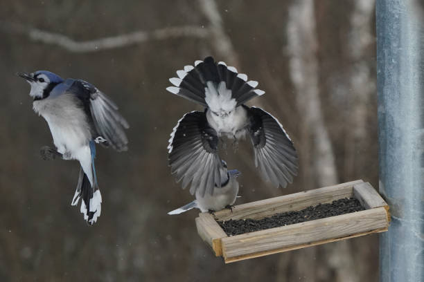 istock Blue Jays fighting over food at birdfeeder 1365053715