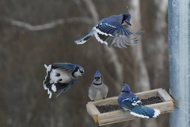 istock Blue Jays fighting over food at birdfeeder 1365053751