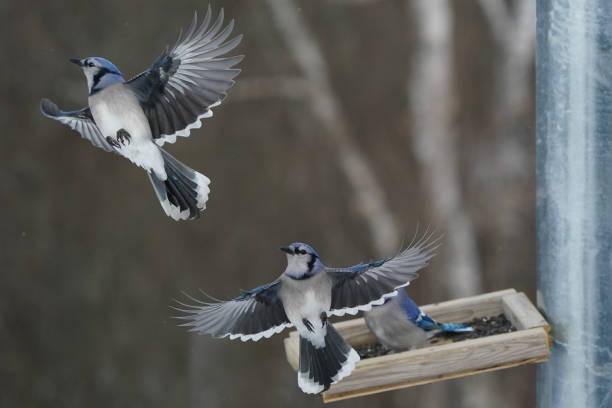 istock Blue Jays fighting over food at birdfeeder 1365053769