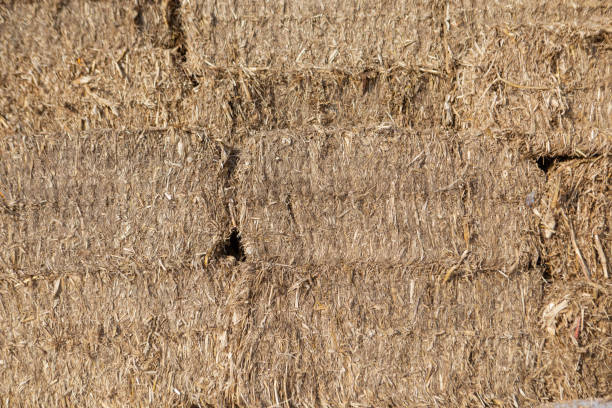 istock heap of straw bales 1365055672