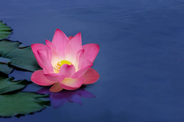 istock Lotus flower floating on dark blue color background 1365055793