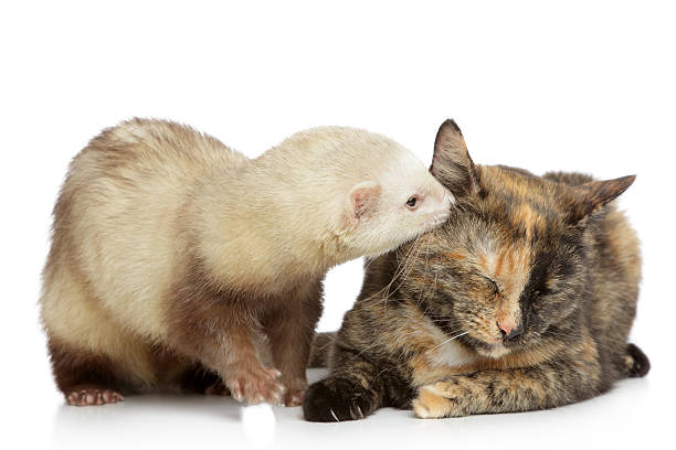 istock Cat and ferret plays on a white background 136505740