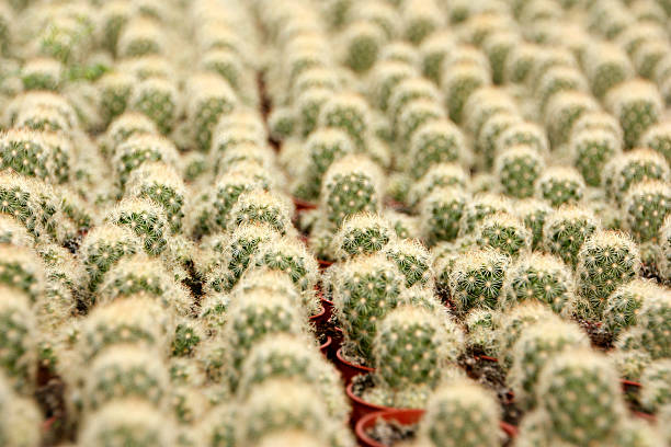 Cultivated Cactus Plants stock photo