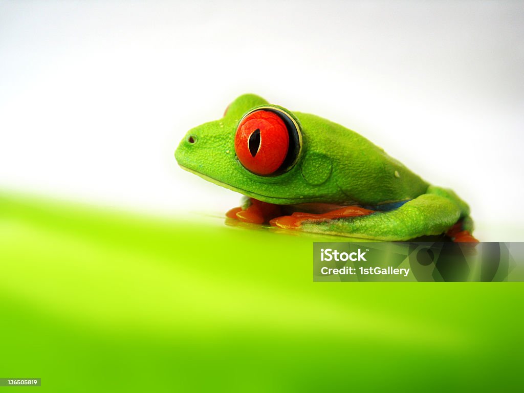 Rainette aux yeux rouges, Agalychnis callidryas - Photo de Amphibien libre de droits