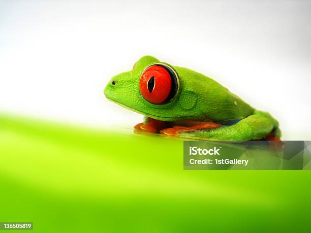 Photo libre de droit de Rainette Aux Yeux Rouges Agalychnis Callidryas banque d'images et plus d'images libres de droit de Amphibien - Amphibien, Anoure, Batracien