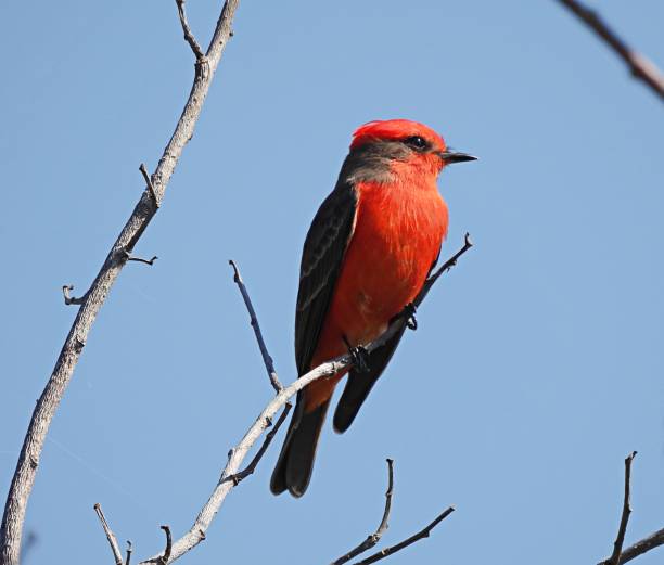 istock Vermilion Flycatcher (Pyrocephalus rubinus)  male perched on a branch 1365060988