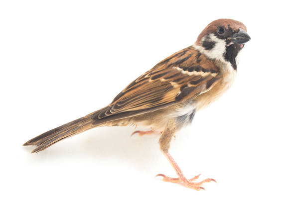 istock Bird Old World sparrows  isolated on white background 1365061238