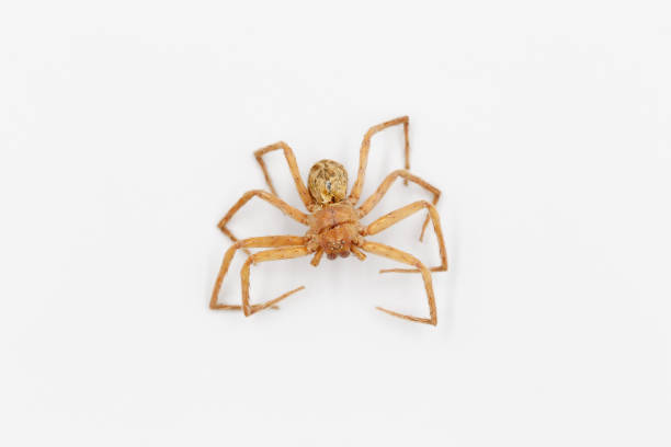 istock large brown spider has many eyes in Tropical forest on isolated background 1365062367