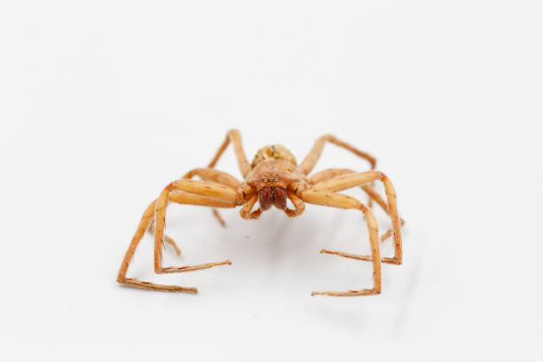 istock large brown spider hasmany eyes in Tropical forest on isolated background 1365062371