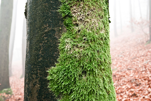 Fresh green moss with blurry background in a foggy wood.