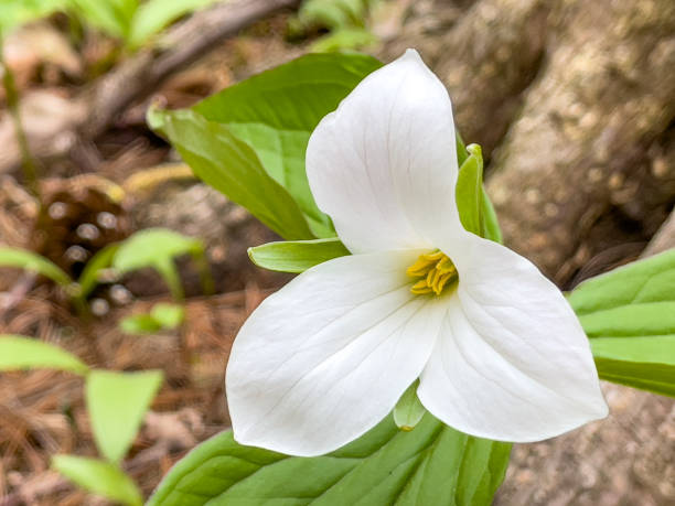 official flower of Ontario, Canada